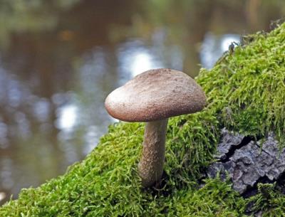455 MUSHROOM.jpg